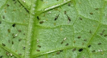 Jak se vypořádat s mšicemi na pepři doma, jak zpracovat